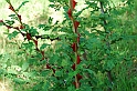 Fiori, Piante, natura_22